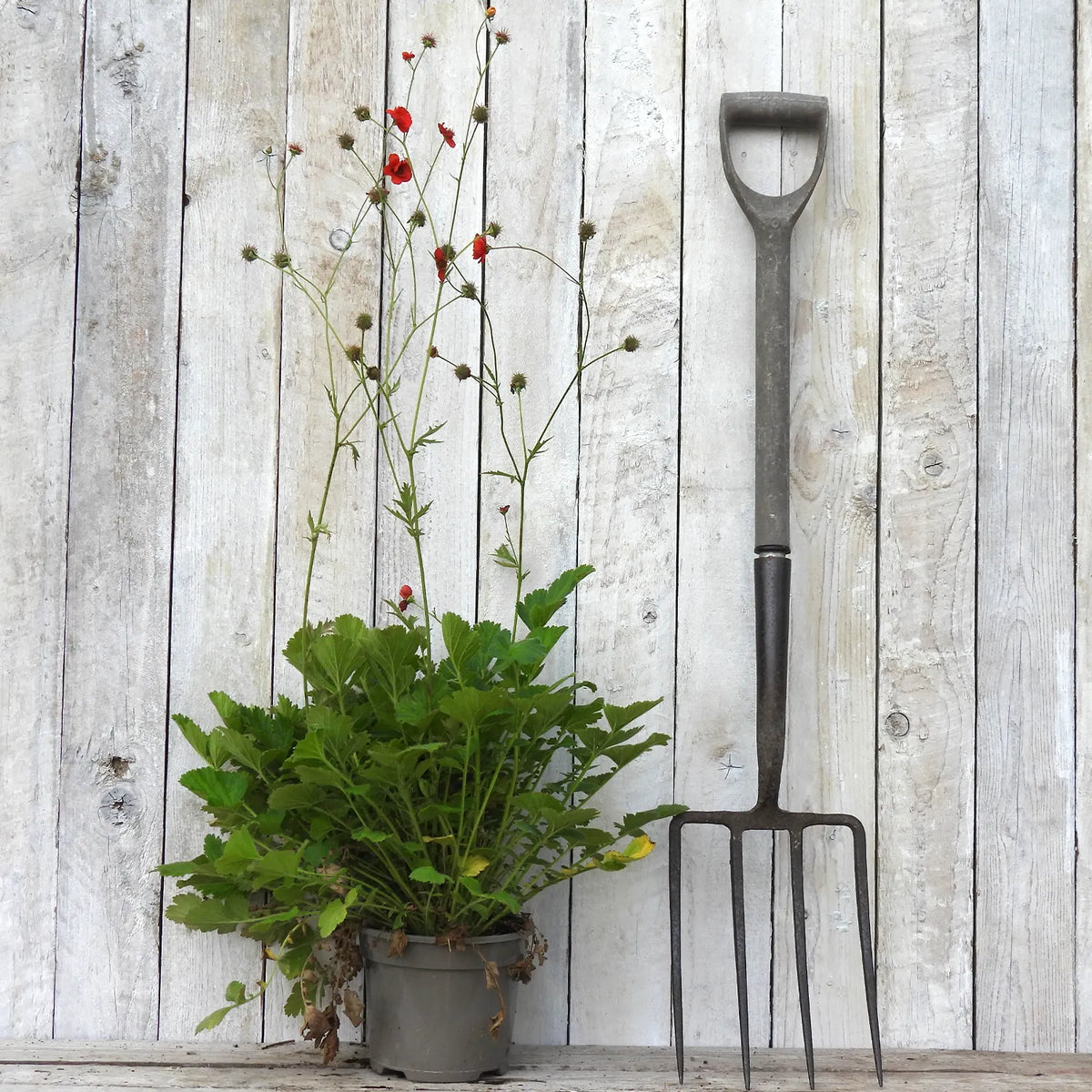 A dark metal garden pitchfork stands upright against a whitewashed wooden plank wall next to a potted geum (mrs bradshaw) plant with red flowers.