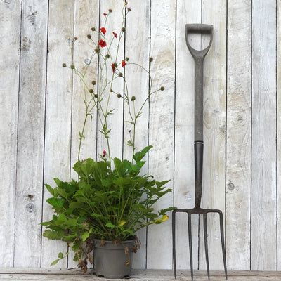 A dark metal garden pitchfork stands upright against a whitewashed wooden plank wall next to a potted geum (mrs bradshaw) plant with red flowers.
