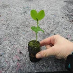 Mrs Collier Sweet Pea Seedling in a Jumbo Plug Showing Good Root Development