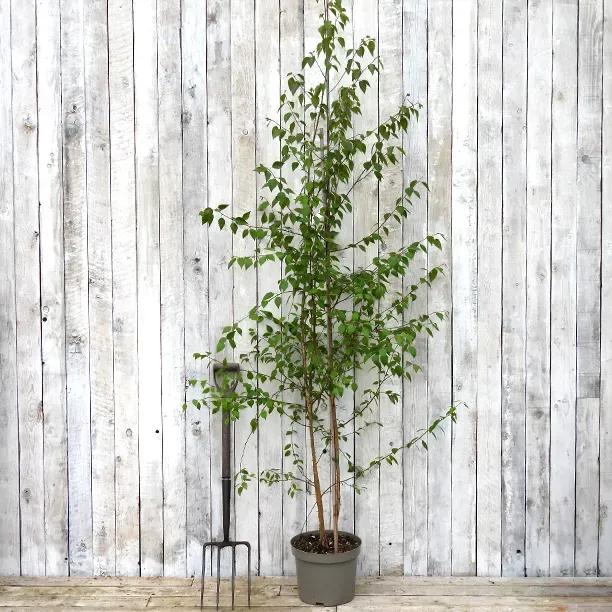 Multi Stem Himalayan Birch Tree in a 10 Litre pot