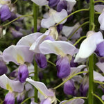 Japanese Many Flowered Wisteria
