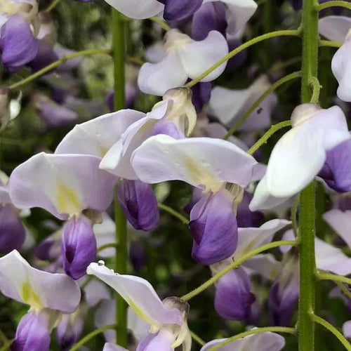 Japanese Many Flowered Wisteria