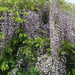 Japanese Many Flowered Wisteria