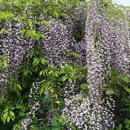 Japanese Many Flowered Wisteria