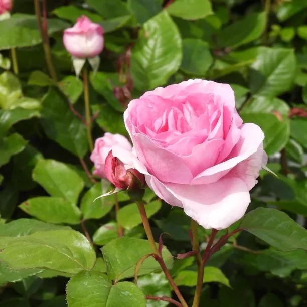 Mum in a Million Rose Hybrid Tea Rose Flowers