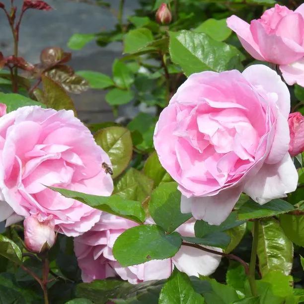 Mum in a Million Rose Hybrid Tea Rose Flowers