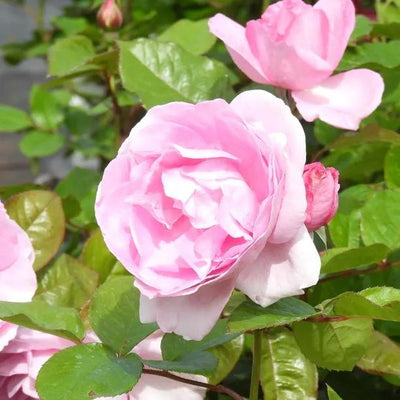 Mum in a Million Rose Hybrid Tea Rose Flowers