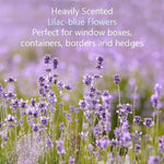 Munstead Lavender Flowers
