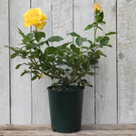 My Lovely Mum Potted Rose in flower