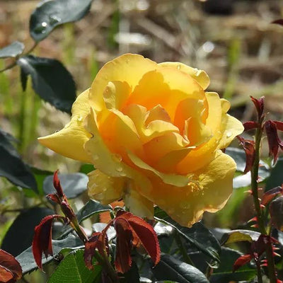 My Lovely Mum Yellow Rose Flowers Head