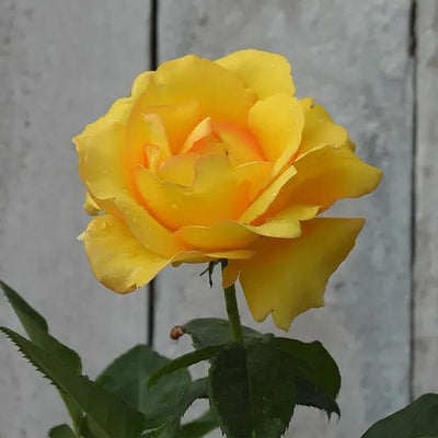 My Lovely Mum Yellow Rose Flowers