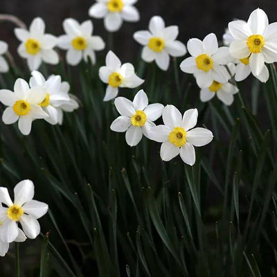 Canaliculatus Dwarf Daffodil Flowers