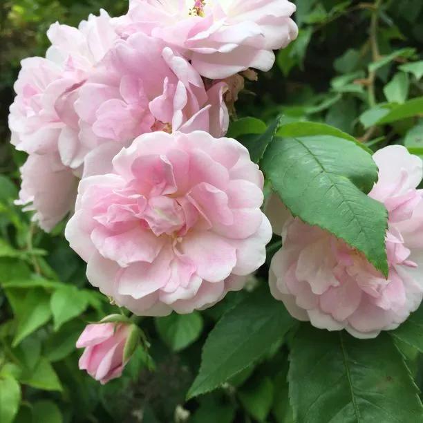 Narrow Water Rambling Rose Flowers