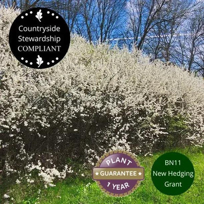 Blackthorn Hedge in Flower