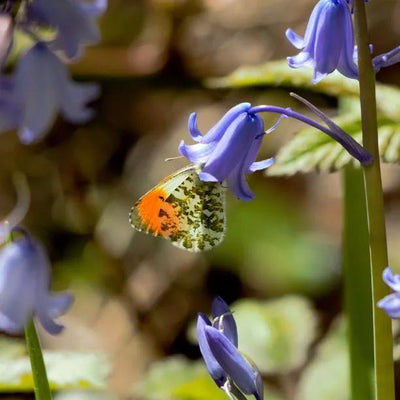 Close up of Bluebell  Flowers and Butterfly