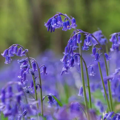 Blue English Bluebells Flowering in Spring
