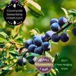 Blackthorn in a mixed Native Conservation Hedge