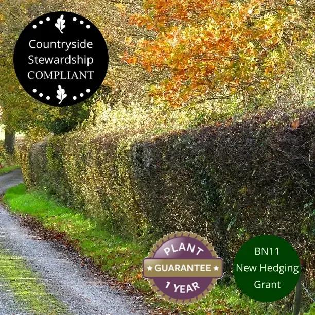 Mixed Native Country Hedge in Autumn after trimming