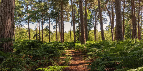 Winding path through a forest with tall trees and green undergrowth