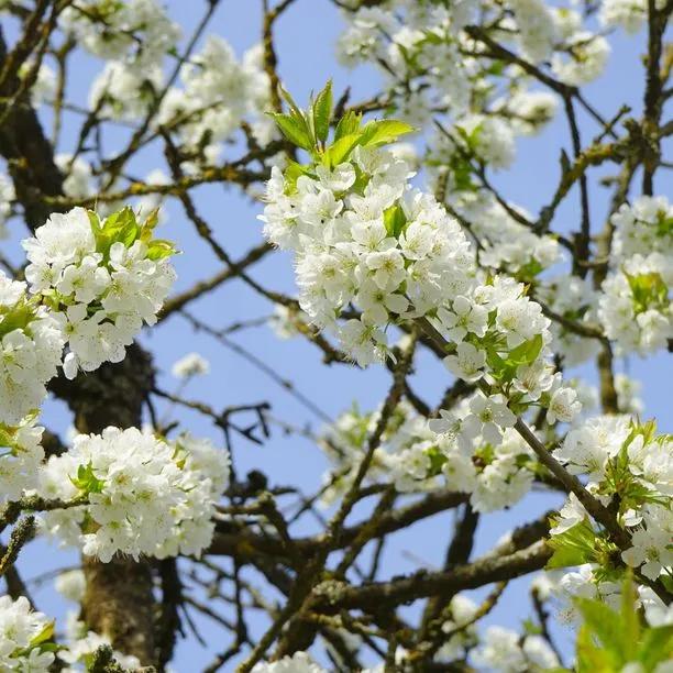 Native Wild Cherry Tree Flowers