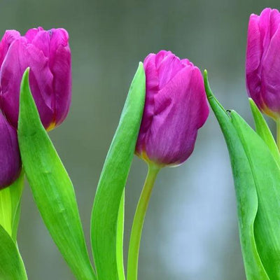 Negrita Tulip Flowers