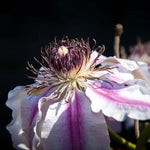 Nelly Moser Clematis Flower