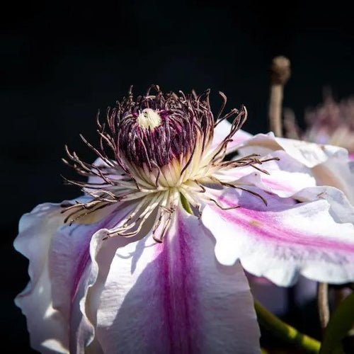 Nelly Moser Clematis Flower