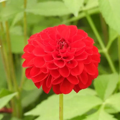 Nescio Dahlia Flowers