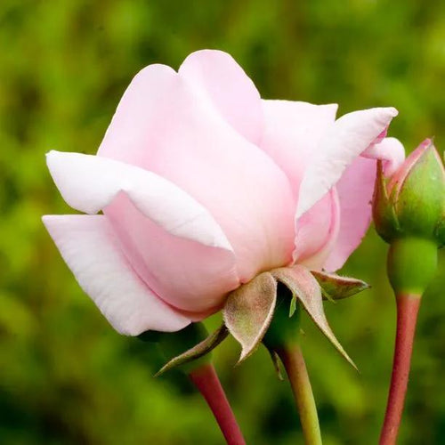 New Dawn Climbing Rose Flowers