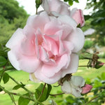 New Dawn Climbing Rose Flowers