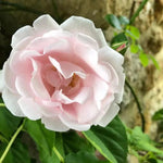 New Dawn Climbing Rose Flowers