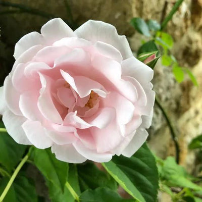 New Dawn Climbing Rose Flowers
