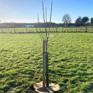 Newly Planted Half Standard Bramley Apple Tree with stake, guard, and mulch mat