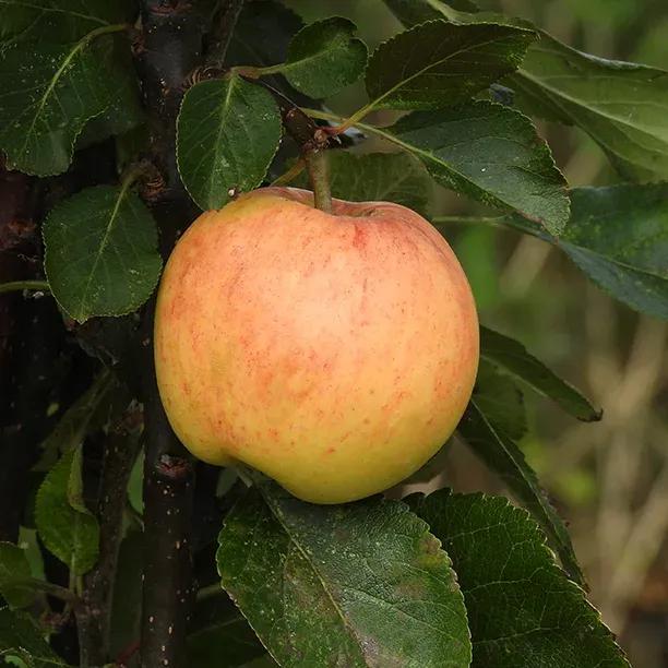 Newton Wonder Apples on the tree