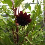 Dark purple flower surrounded by green leaves in a greenhouse setting