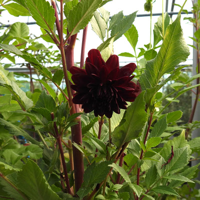 Dark purple flower surrounded by green leaves in a greenhouse setting