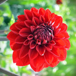 Night Queen Dahlia Flowers in Bright Light