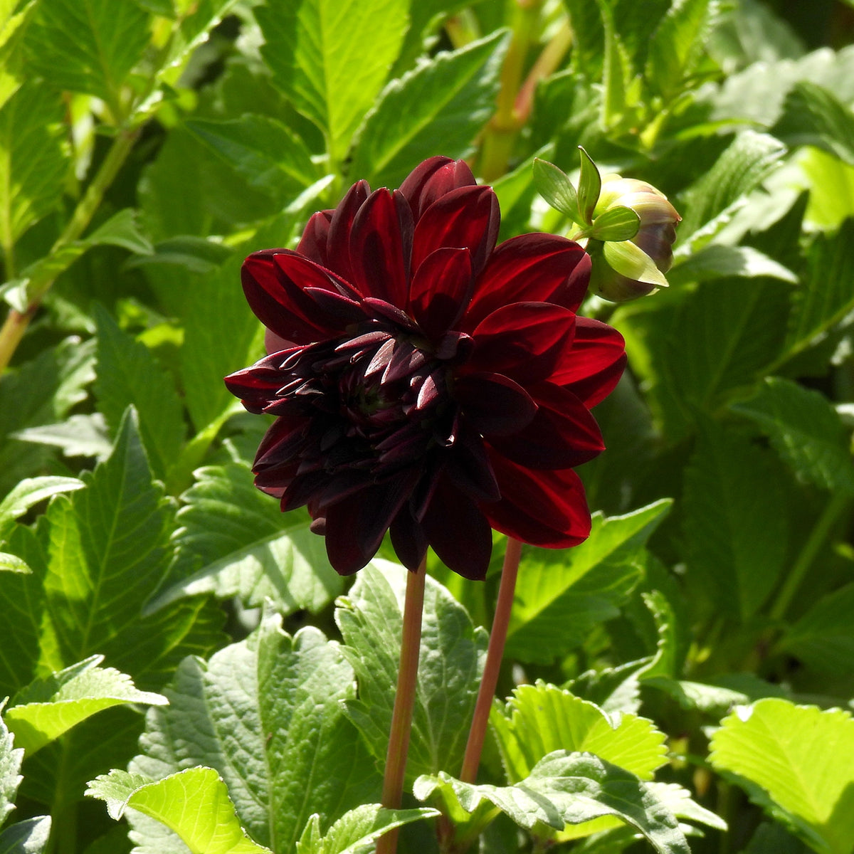 Deep Red Dahlia Flower