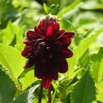 The sunlight hitting the deep red petals of Night Queen Dahlia