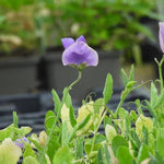 Noel Sutton Sweet Pea Flowers