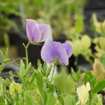 Noel Sutton Sweet Pea Flowers