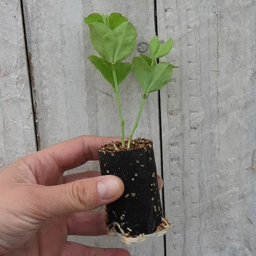 Noel Sutton Sweet Pea Seedling in a Jumbo Plug Showing Good Root Development