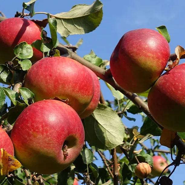 Norfolk Beefing Apples on the tree