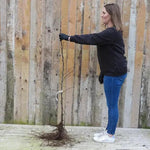 Bareroot Norfolk Royal Russet Maiden Apple Tree