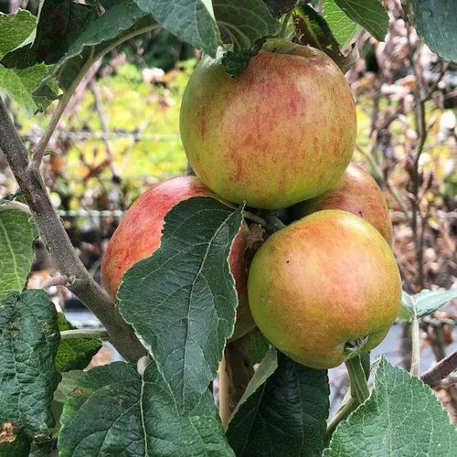 Norfolk Royal Russet Apples on the tree