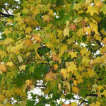 Norway Maple Leaves in Autumn