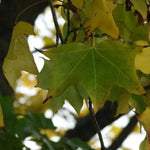 Norway Maple Leaves early Autumn