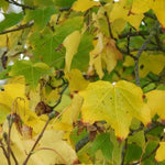 Norway Maple Leaves in Autumn