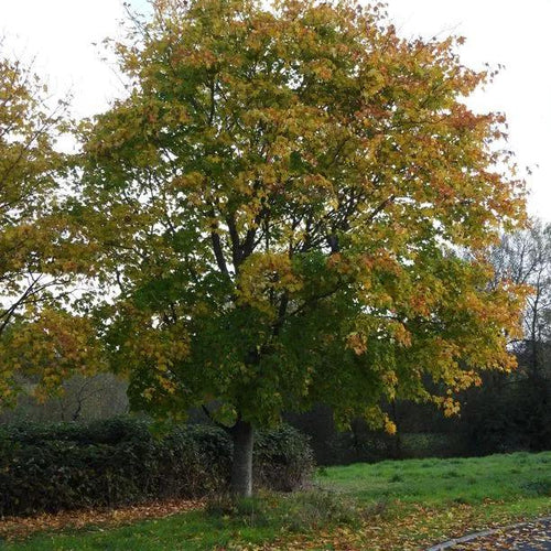 Mature Norway Maple tree in early Autumn