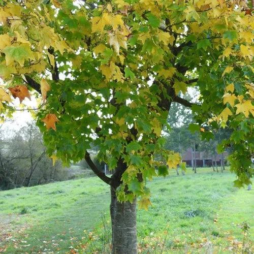 Mature Norway Maple tree